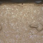 Yeasted preferment (Sponges)