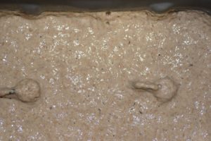 Yeasted preferment (Sponges)