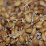 Sprouting of grains and their usage in bread making.