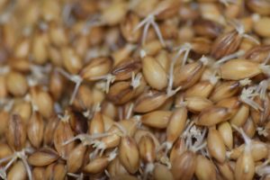 Sprouting of grains and their usage in bread making.